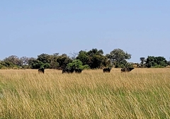 Syncerus caffer caffer