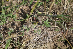 Gorteria piloselloides