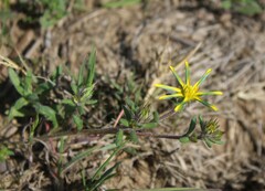 Gorteria piloselloides