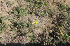 Gorteria piloselloides