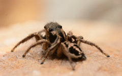 Habronattus borealis