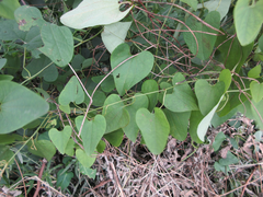 Aristolochia contorta