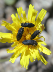 Acmaeoderini
