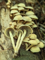 Hypholoma fasciculare
