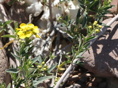 Callaeum macropterum