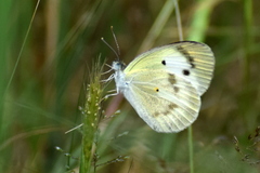 Colotis etrida