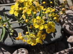 Callaeum macropterum