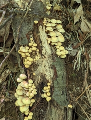 Hypholoma fasciculare