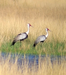 Bugeranus carunculatus