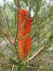Banksia ericifolia