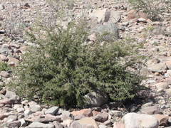 Vachellia brandegeana