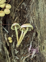 Hypholoma fasciculare