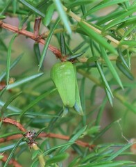 Oligotrophus juniperinus