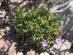 Ruellia californica californica
