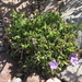 Ruellia californica californica - Photo (c) dvalov,  זכויות יוצרים חלקיות (CC BY-NC), הועלה על ידי dvalov
