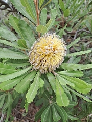 Banksia ornata