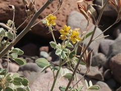 Senna confinis