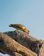Poicephalus meyeri