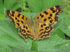 Polygonia c-aureum