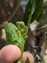 Pachypsylla celtidisasterisca
