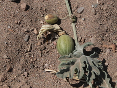 Cucurbita cordata