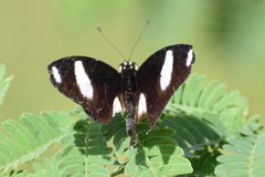 Hypolimnas misippus