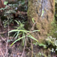 Parsonsia capsularis