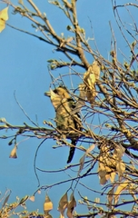 Trachyphonus vaillantii