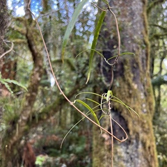 Parsonsia capsularis