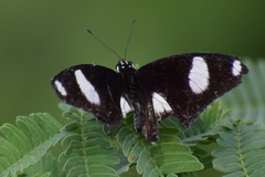 Hypolimnas misippus