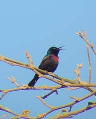 Cinnyris mariquensis