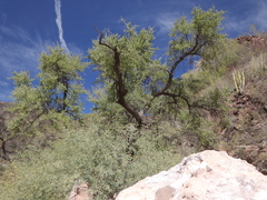 Sideroxylon occidentale