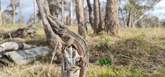 Pogona barbata