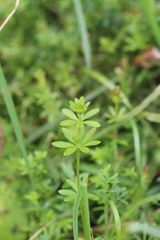 Galium album