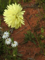 Gnaphalieae