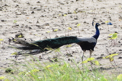 Pavo cristatus