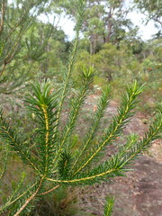 Banksia ericifolia
