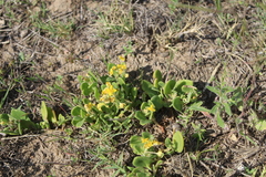 Tetragonia herbacea