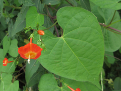 Ipomoea rubriflora