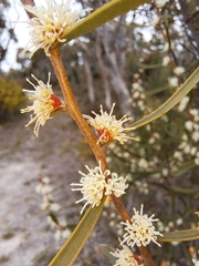 Hakea carinata