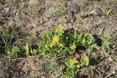 Tetragonia herbacea