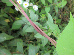Ipomoea rubriflora