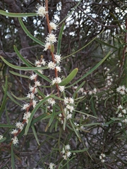 Hakea carinata