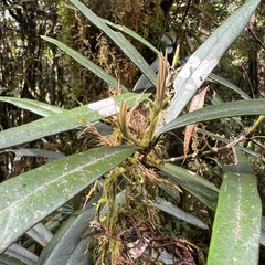 Nestegis cunninghamii