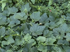 Cucurbita moschata