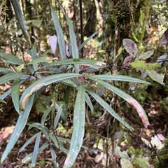 Nestegis cunninghamii