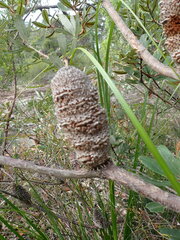Banksia ericifolia