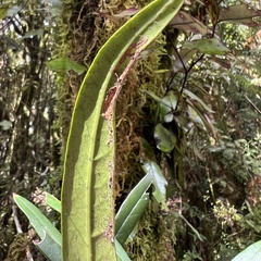 Nestegis cunninghamii