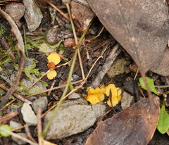 Phaeohelotium baileyanum
