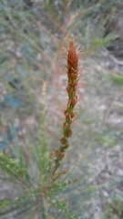 Allocasuarina